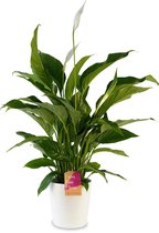 Kamerplant van Botanicly – Lepelplant  incl. sierpot wit als set – Hoogte: 75 cm – Spathiphyllum Vivaldi