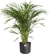 Plantjescoren.nl Areca Dypsis in ® ELHO b.for soft sierpot Pot Ø 21 cm