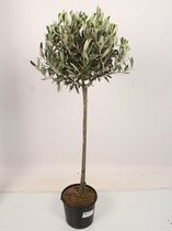Kamerplant van Botanicly – Olijf boom – Hoogte: 70 cm – Olea europeae