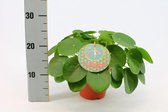 Kamerplant van Botanicly – Pannenkoekenplant – Hoogte: 30 cm – Pilea Peperomioides