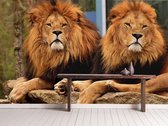 Professioneel Fotobehang Leeuwen op boomstam - bruin - Sticky Decoration - fotobehang - decoratie - woonaccesoires - inclusief gratis hobbymesje - 355 cm breed x 240 cm hoog - in 7 verschille