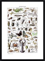 Poster Adolphe Millot Insecten - Arthropodes Vintage - Vlinders, Kreeft & Gevleugelde dieren