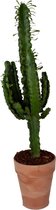 Euphorbia erytrea in toscaanse sierpot met bark - 90 cm, Ø 20 cm