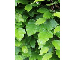 Groene Beuk Fagus sylvatica 60-80 cm Blote wortel, 50x Haagplant