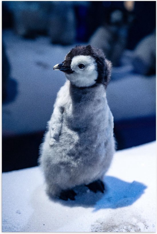 Poster – Pluizige Baby Pinguïn  - 60x90cm Foto op Posterpapier