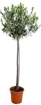 Olea europaea –  Olijfboom op stam –  Boom –  Winterhard - ⌀21 cm - 95-110 cm