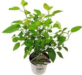 Hortensia | Hydrangea arbo. 'Lime Rickey  - Buitenplant in kwekerspot ⌀19 cm - ↕30-35 cm