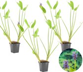 Snoekkruid | Pontederia 'Cordata' 3x - Vijverplant in kwekerspot ⌀9 cm - ↕15 cm