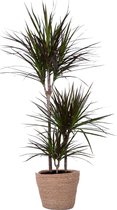 Kamerplant van Botanicly – Drakenboom incl. rotan sierpot als set – Hoogte: 120 cm – Dracaena Marginata Magenta