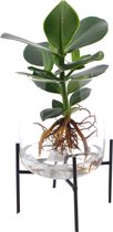 Kamerplant van Botanicly – Varkensboom in glas met stander als set – Hoogte: 35 cm – Clusia