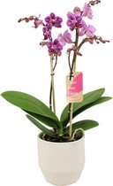 Orchidee van Botanicly – Vlinder orchidee in witte keramiek pot 'Eline' als set – Hoogte: 50 cm, 2 takken – Phalaenopsis Multiflora Monterrey