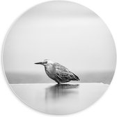 Forex Wandcirkel - Vogeltje (zwart/wit) - 60x60cm Foto op Wandcirkel (met ophangsysteem)