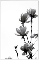 JUNIQE - Poster in kunststof lijst Aquarel zwarte magnolia -30x45 /Wit