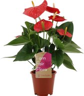 Kamerplant van Botanicly – Flamingoplant – Hoogte: 40 cm – Anthurium Esudo