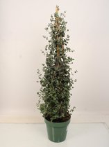 Kamerplant van Botanicly – Eucalyptus gunnii – Hoogte: 111 cm