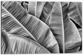 Dibond - Bladeren in Zwart Wit - 60x40cm Foto op Aluminium (Met Ophangsysteem)