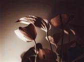 Nederlandse fotografen: bloemen klein door J.C. Moyer op canvas, formaat is 75x100 CM
