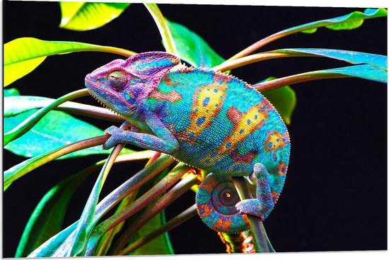 Dibond - Kameleon in het Blauw/Groen/Oranje/Paars - 90x60cm Foto op Aluminium (Met Ophangsysteem)