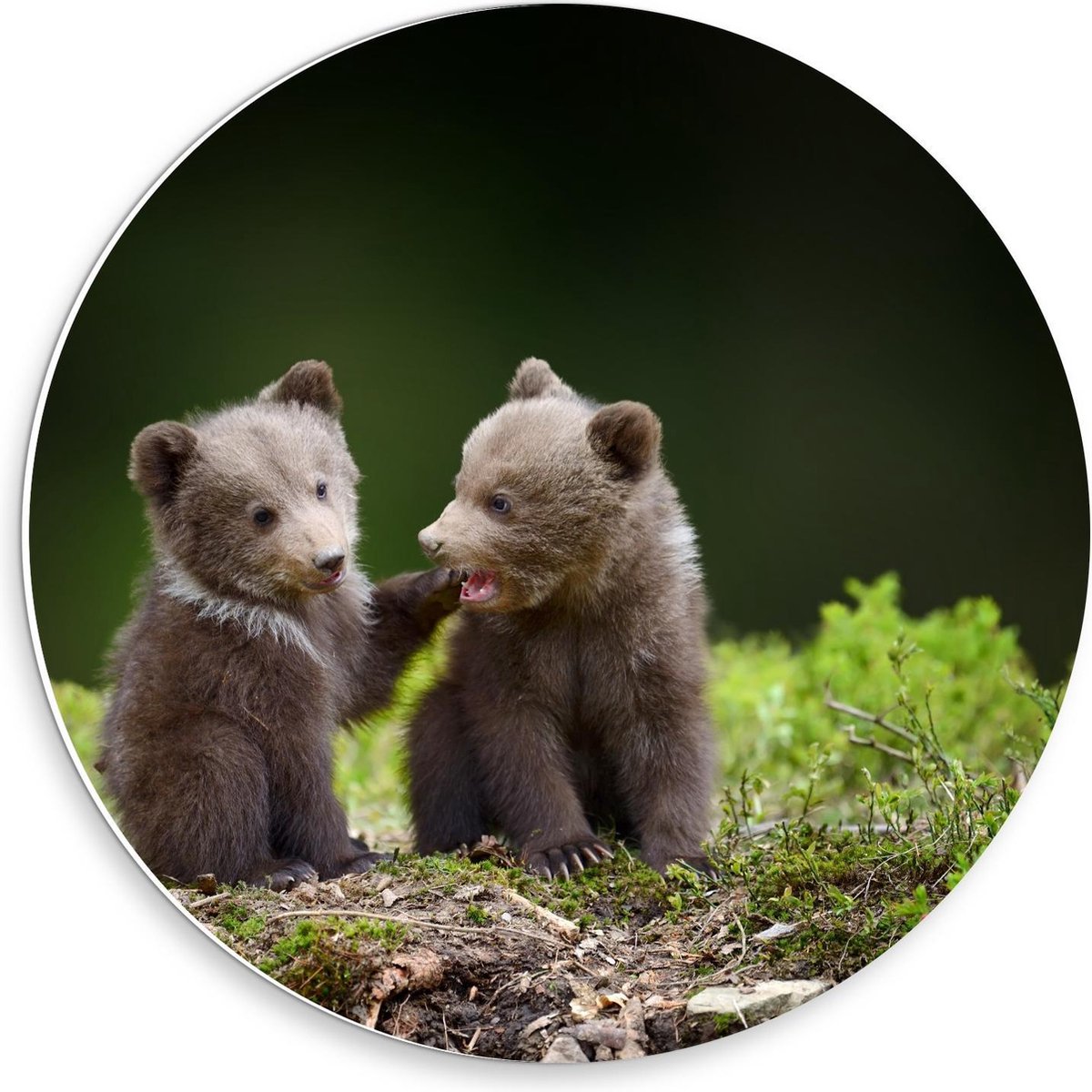 KuijsFotoprint - Schilderij - Schattige Baby Beren - Zwart, Groen En Bruin - 30 X 30 Cm