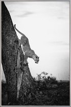 JUNIQE - Poster met kunststof lijst Pouncing Leopard -40x60 /Wit &