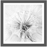 Foto in frame , Witte Paardebloem ​, 70x100cm , Zwart wit  , Premium print