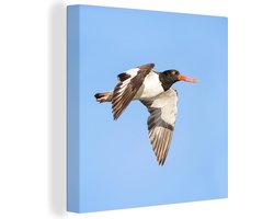 Vliegende en kleurrijke scholekster tijdens zijn vlucht Canvas 20x20 cm - klein - Foto print op Canvas schilderij (Wanddecoratie woonkamer / slaapkamer)