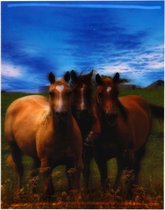 S.Y.W Poster - Paarden - Multicolor
