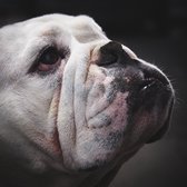 Schilderij - hond - bulldog - Collectie faces - Dibond wit - 74x74cm