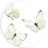 Forex Wandcirkel - Vlinders op Witte Achtergrond - 90x90cm Foto op Wandcirkel (met ophangsysteem)