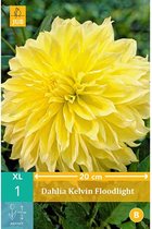 X 1 DAHLIA KELVIN FLOODLIGHT I