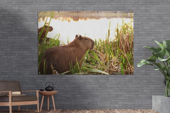 Décoration murale Un Capybara entre les grands roseaux - 180x120 cm - Poster jardin - Toile jardin - Poster extérieur