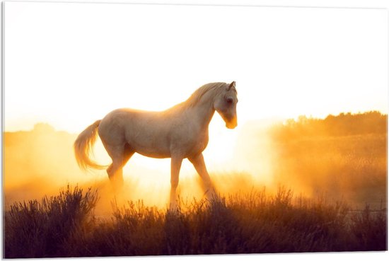 Acrylglas - Wit Paard tegen Zonlicht - 90x60cm Foto op Acrylglas (Wanddecoratie op Acrylglas)