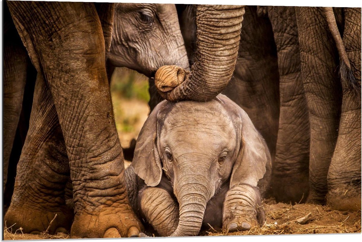 Dibond - Baby Olifant tussen Poten van Moeder - 90x60cm Foto op Aluminium (Met Ophangsysteem)