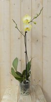 Vlinderorchidee Luxe Tak geel 80 cm