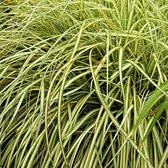 Zegge Carex 'Evergold' geel-groen - Winterhard- ↑ 30-60 cm - Pot-Ø 14 cm
