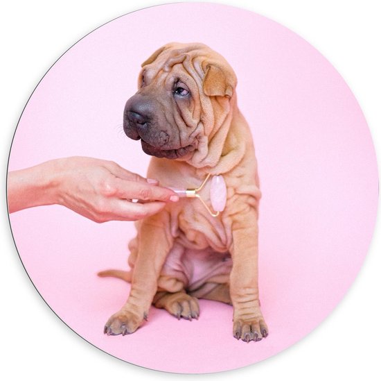 Dibond Wandcirkel - Shar-pei Hond - Foto op Aluminium Wandcirkel (met ophangsysteem)