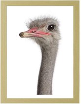 Foto in frame , kop van een Struisvogel , 3 maten , Multikleur , wanddecoratie , Premium print