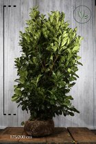 5 stuks | Laurier 'Rotundifolia' Kluit 175-200 cm - Snel zichtdicht - Wintergroen - Grootbladig - Snelle groeier