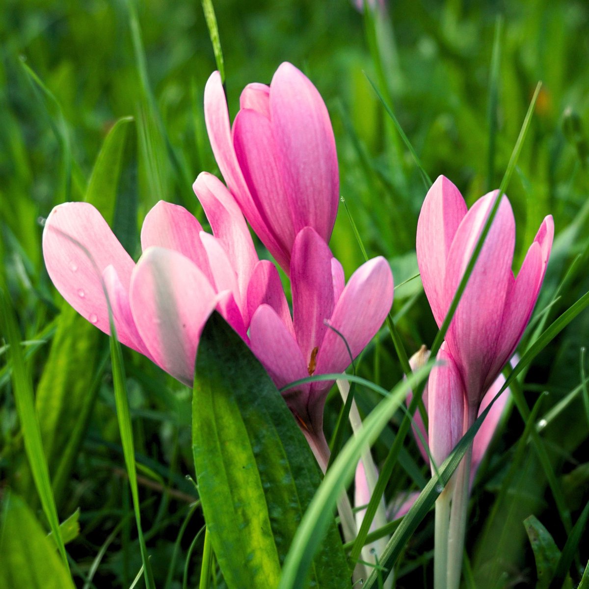 Herfsttijloos (Colchicum) - The Giant - Bijen-Vlinders - (Ook)-Voor in huis - Zomerbollen - bloeit in Oktober / September