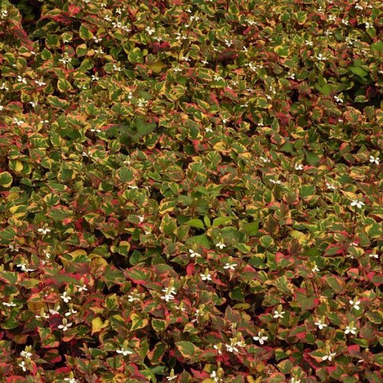 Set van 3 | Houttuynia cordata 'Chameleon' - 0.7 liter pot