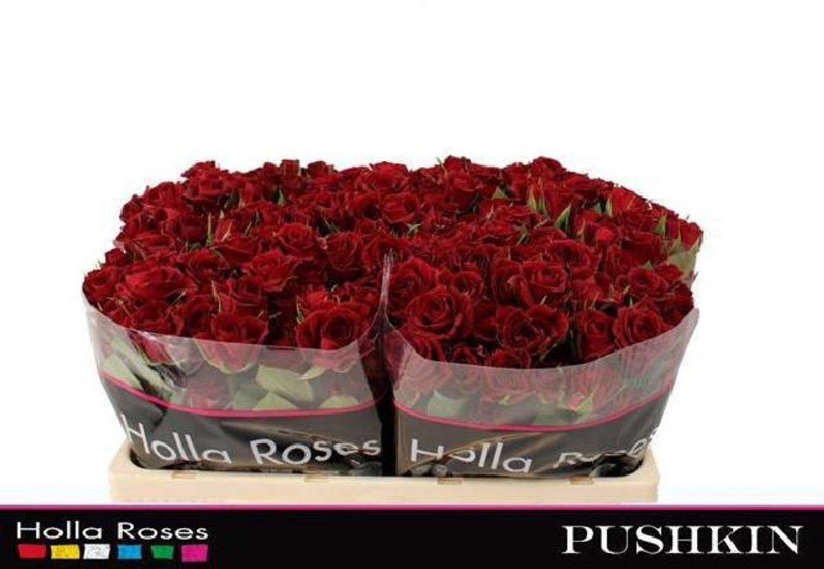 10x Rosa pushkin 50cm