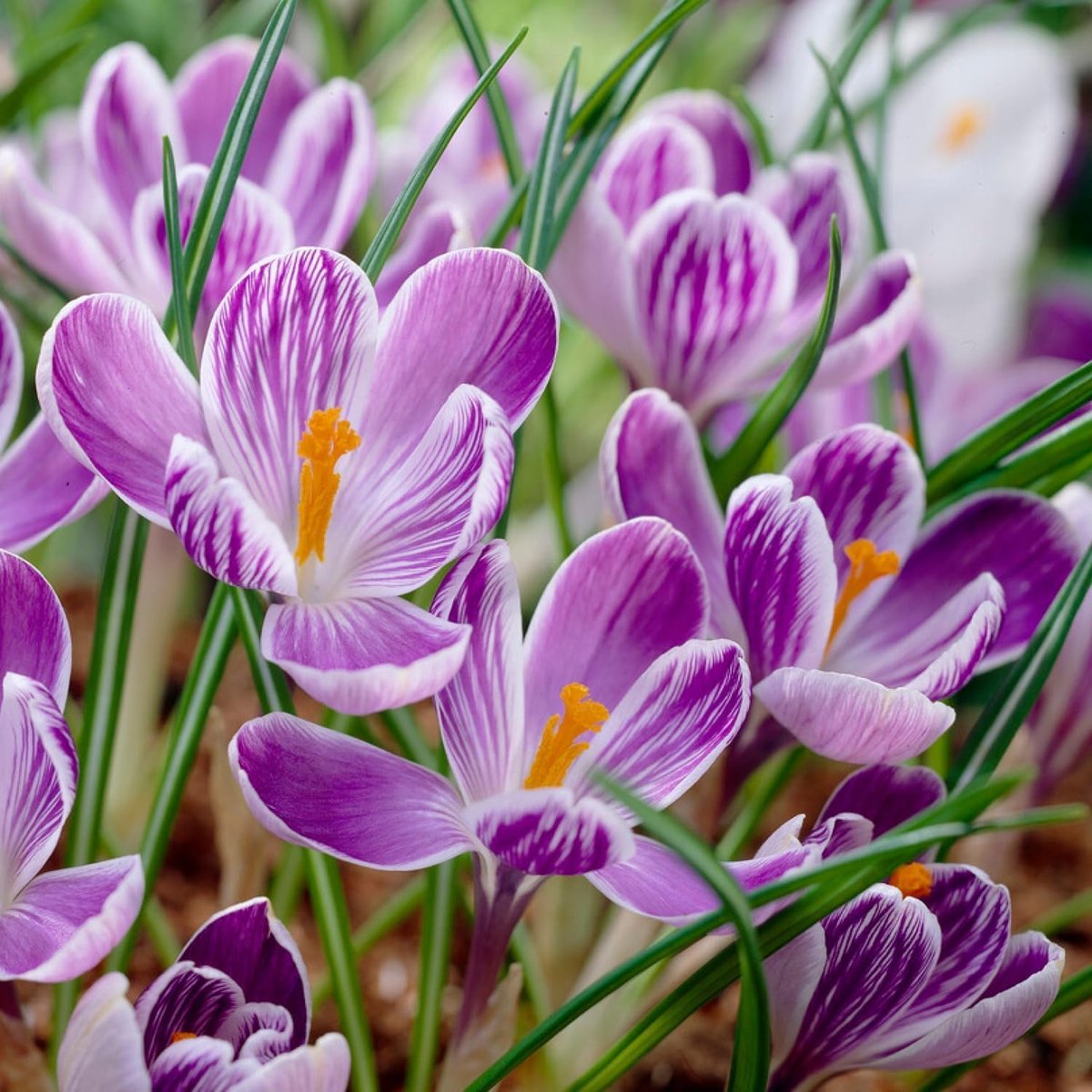 Krokussen Bloembollen Winterhard - Crocus - King of Striped - 50 stuks - Violet & Wit - Bloem bollen - Meerjarig Mix