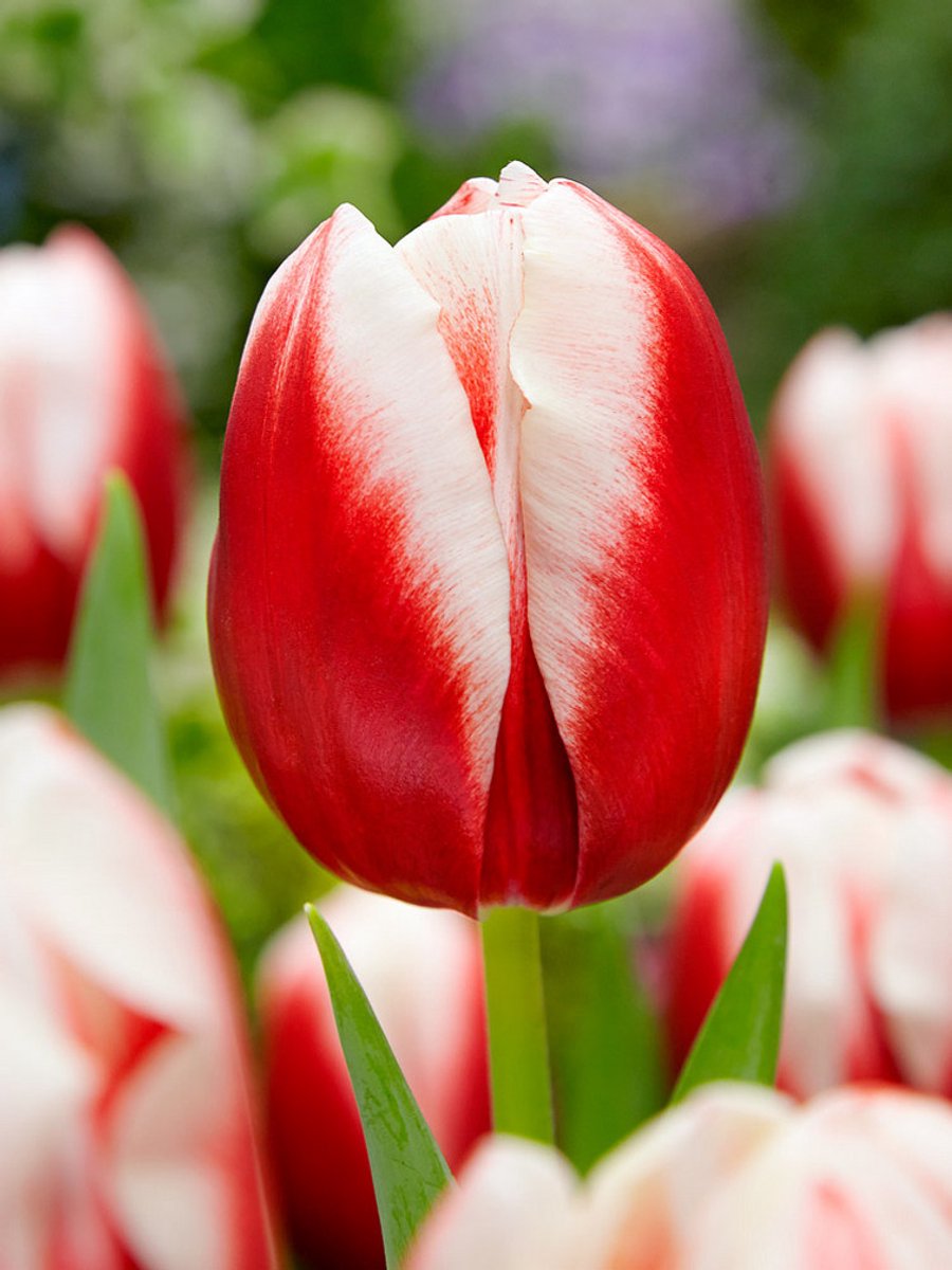 20x Tulpen 'Leen van der mark' - BULBi® Bloembollen met bloeigarantie