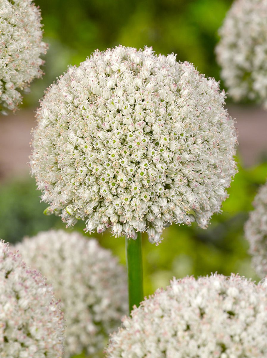 25x Allium 'Ping pong' - BULBi® Bloembollen met bloeigarantie