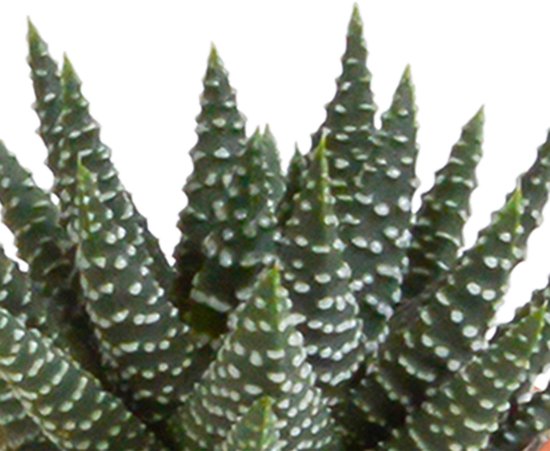 Megamix 15 pièces - Cactus et succulentes 5,5 cm en pot mexicain