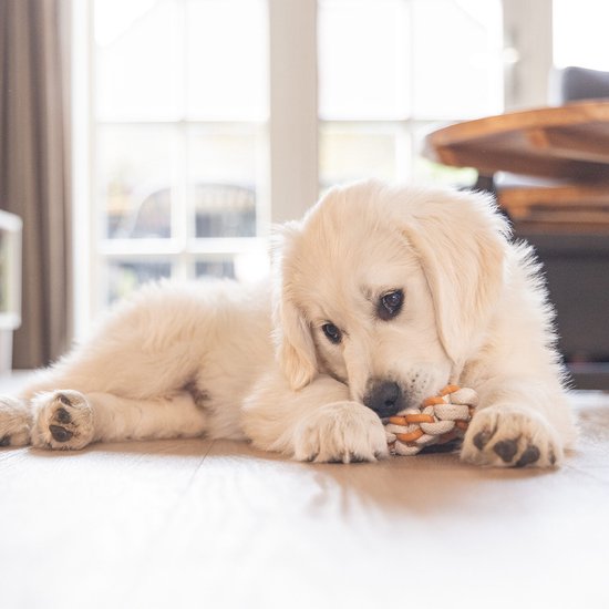 Anneau Dental Puppy Beeztees Mik - 8 cm