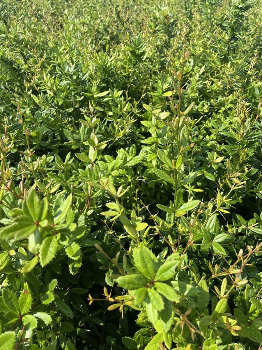 Zuurbes 20-30 cm (in pot) - Berberis julianae - Ø17 cm - natuurlijke bescherming dankzij doorns - siert met bessen - onderhoudsarm