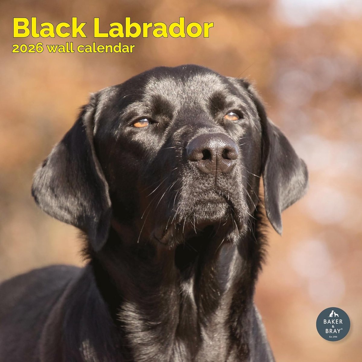 Labrador Retriever Zwart Kalender 2027