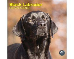 Labrador Retriever Zwart Kalender 2027
