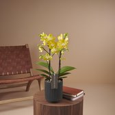 Exclusivo Arezzo orchidee geel in Molise antraciete pot | Ø 12 cm | ↕ 42-52 cm